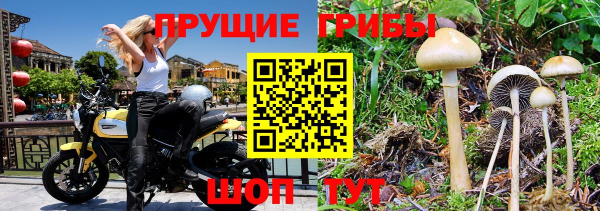 Галлюциногенные грибы Cubensis  продажа наркотиков  Ленинск-Кузнецкий 