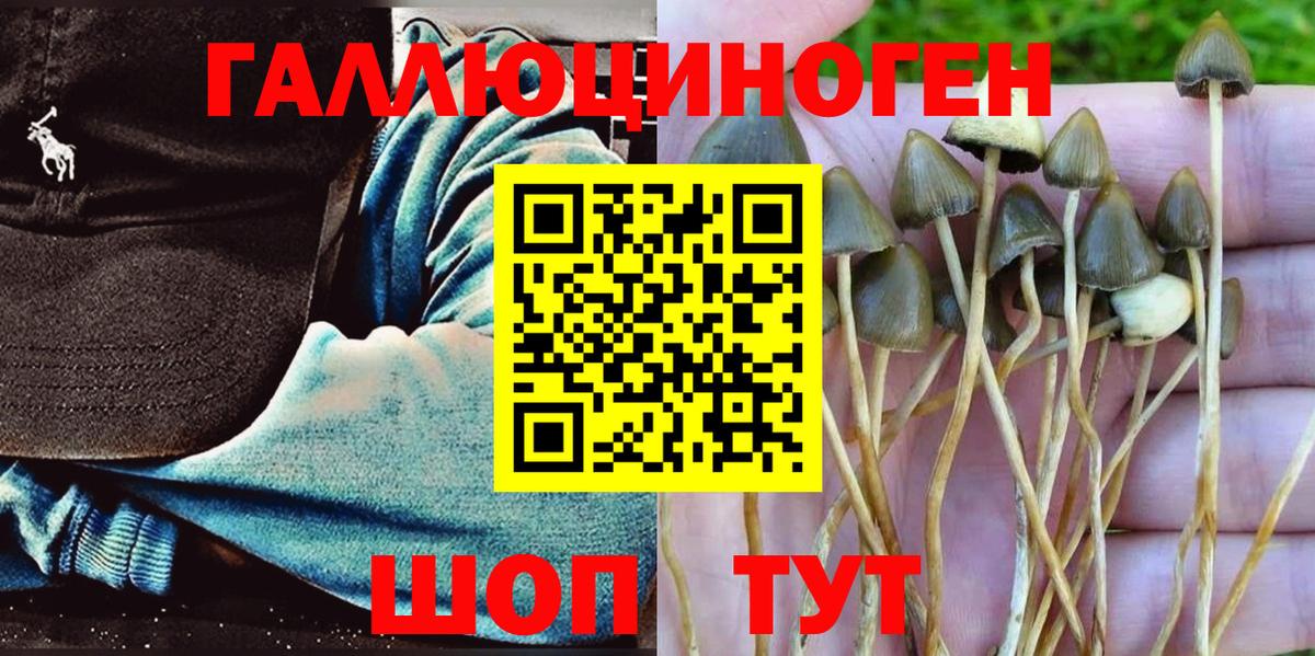 Галлюциногенные грибы Psilocybine cubensis Ленинск-Кузнецкий